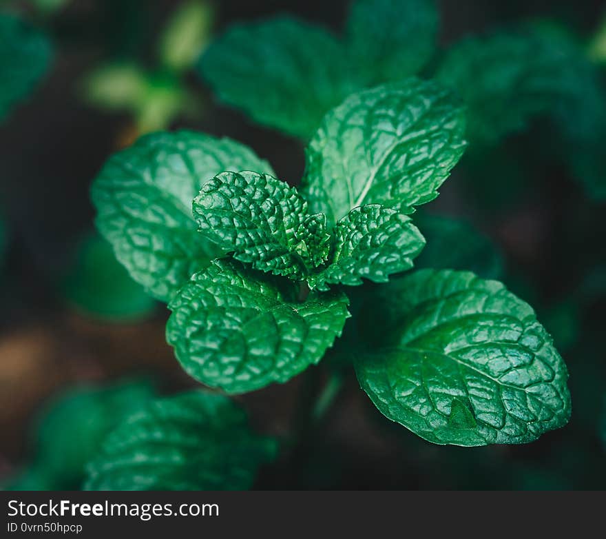 Fresh peppermint trees in organig garden