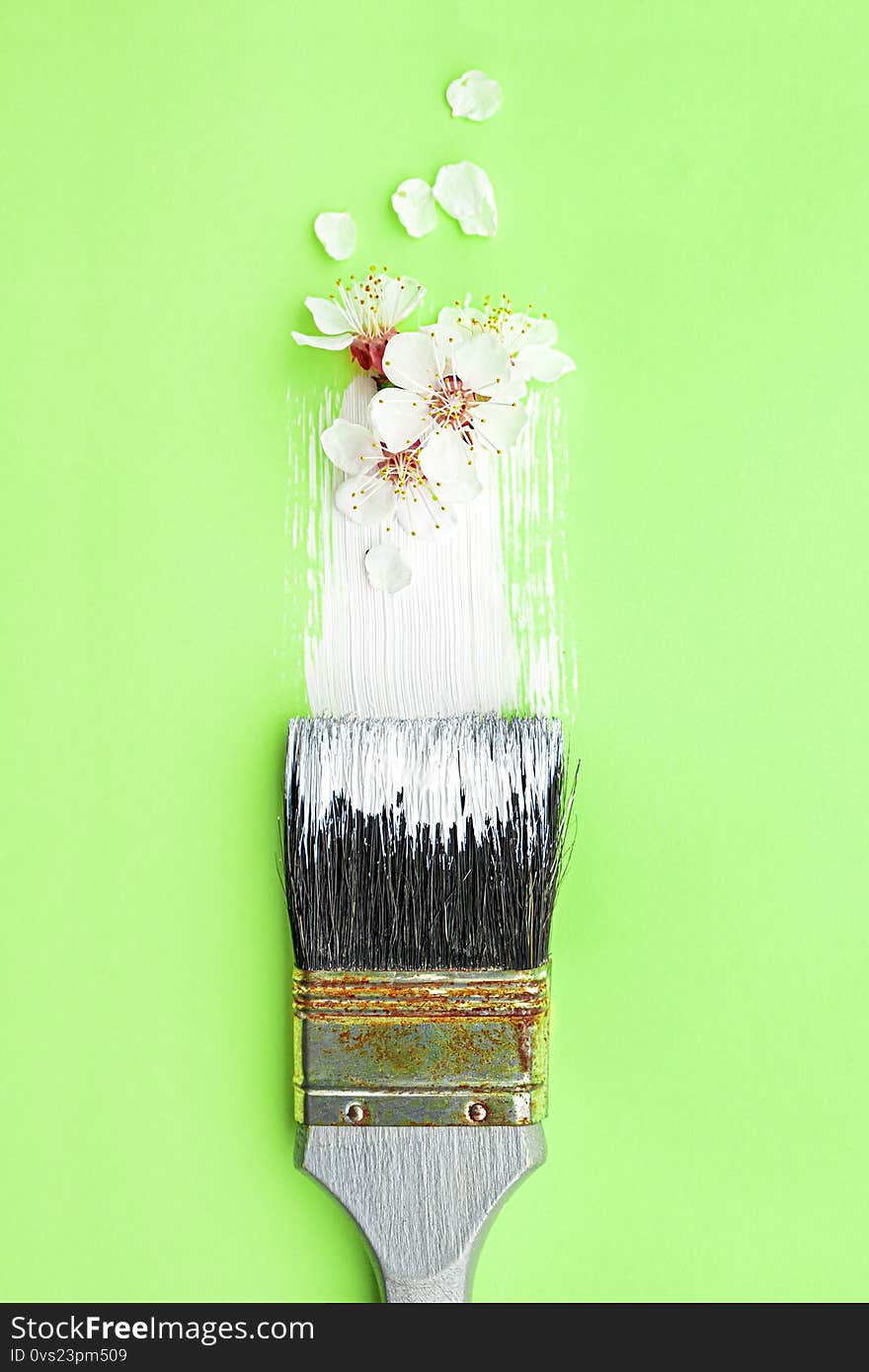 Spring blossom concept. Paint brush with apricot blossom flower on green background