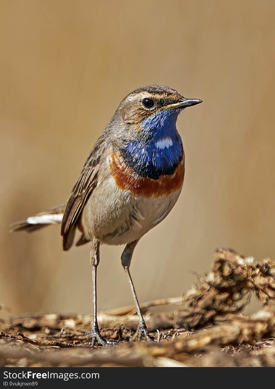 Bluethroat in its natural habitat in Denmark. Bluethroat in its natural habitat in Denmark