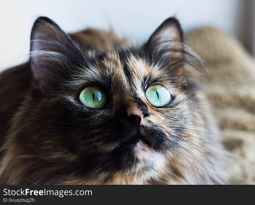 Gorgeous three colored cat. Portrait of cat with green eyes.