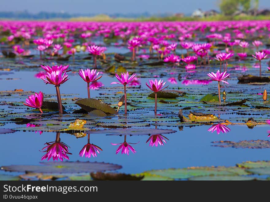 The view of Red Lotus Lake-Talay Bua Daeng Nong Han Red Lotus Lake,Udon Thani,Thailand in the beautiful scenery. The view of Red Lotus Lake-Talay Bua Daeng Nong Han Red Lotus Lake,Udon Thani,Thailand in the beautiful scenery