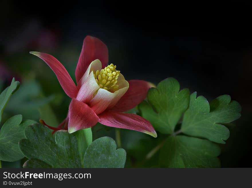 An Columbine flower in close-up