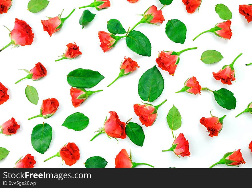 Red rose flowers isolated on white background