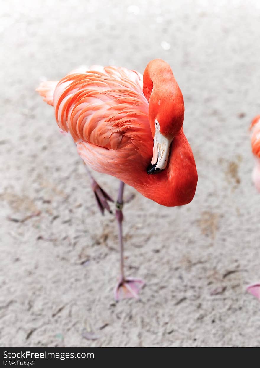 Sleepy pink flamingo close up