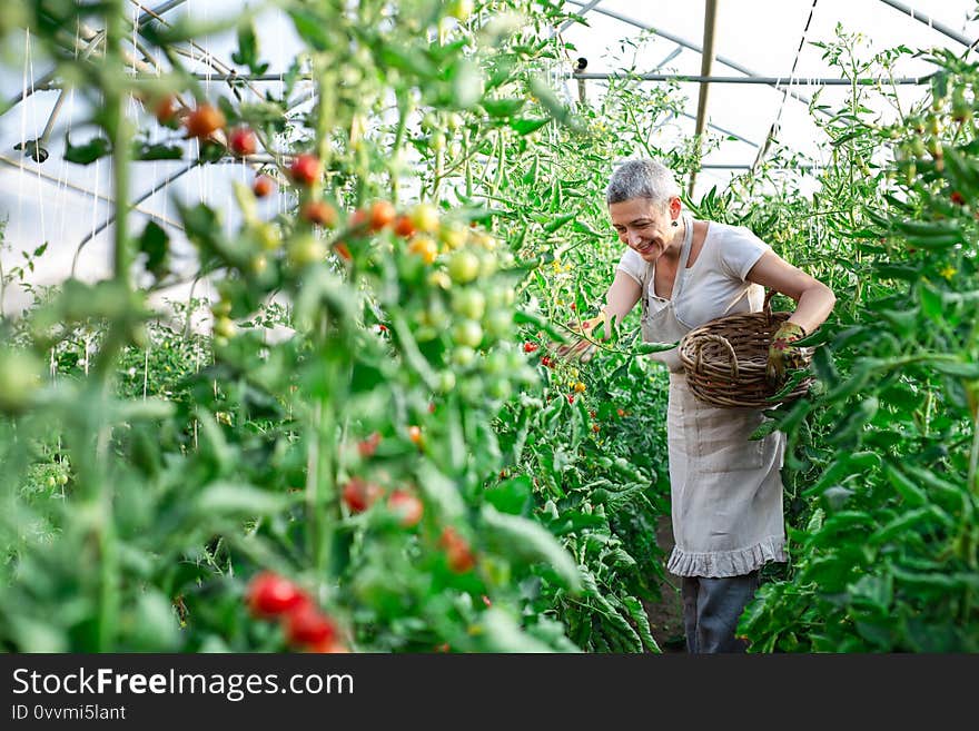 Beautiful Senior woman holding a box with fresh tomato gathering them in his greenhouse.