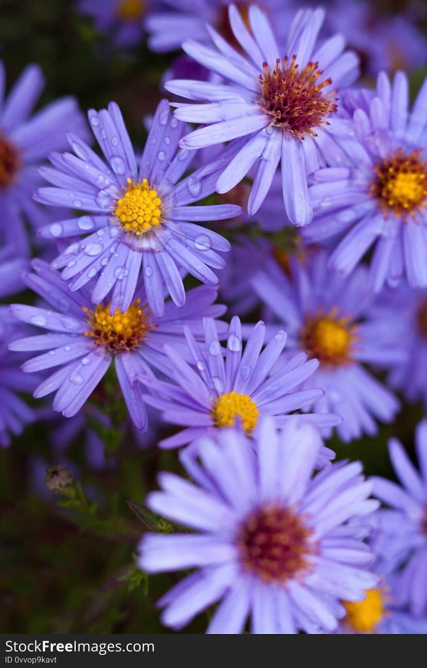 Blue aster flowers in the autumn garden. Close-up