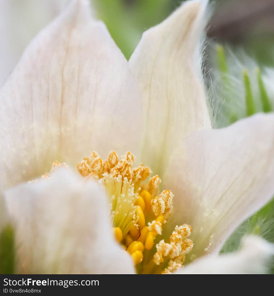 Opening of beautiful white silky flowers pulsatilla alpina in the spring garden