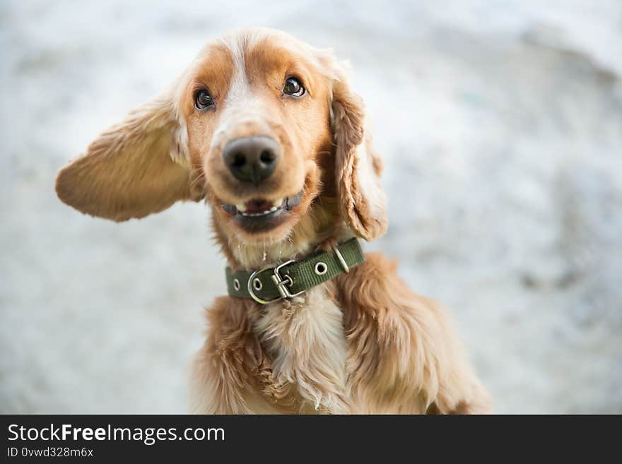 A Defocused photo of young red haired spaniel