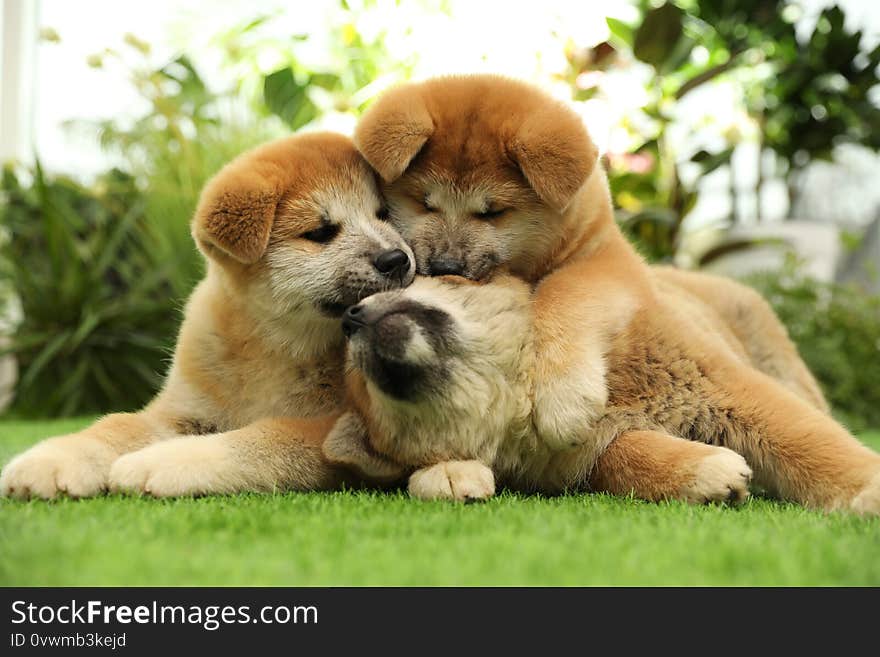 Cute Akita Inu puppies on green grass. Baby animals