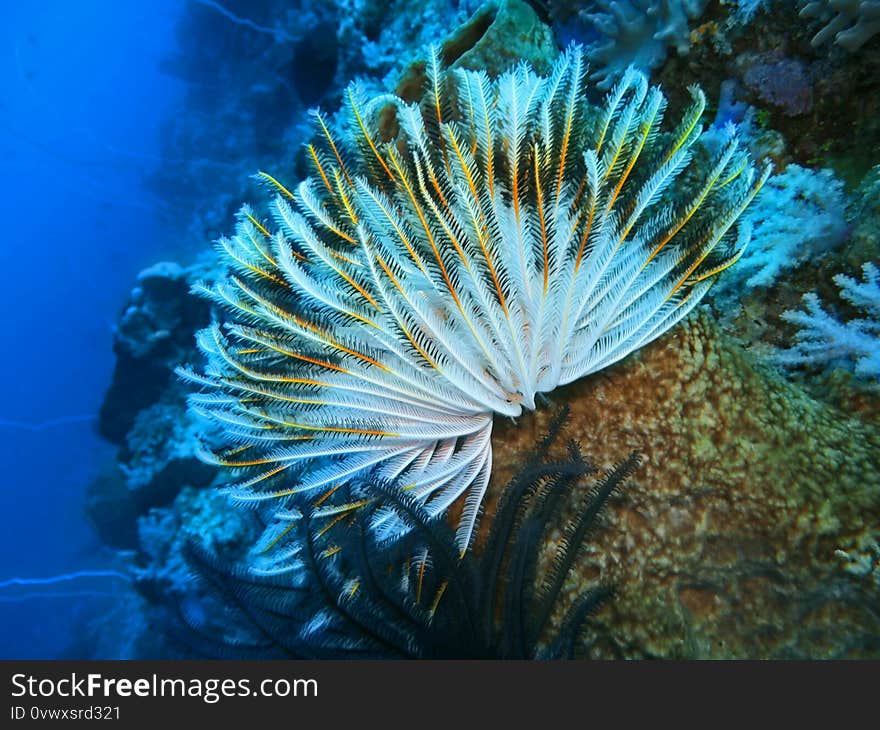 Crinoid