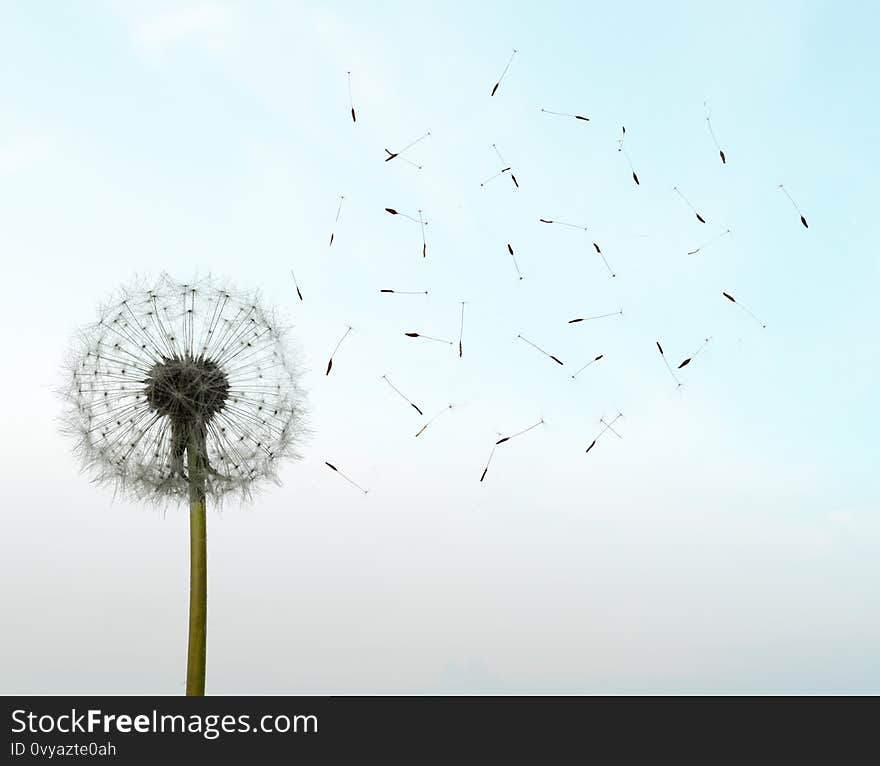 Dandelion seeds in the sunlight blowing away in sthe sky