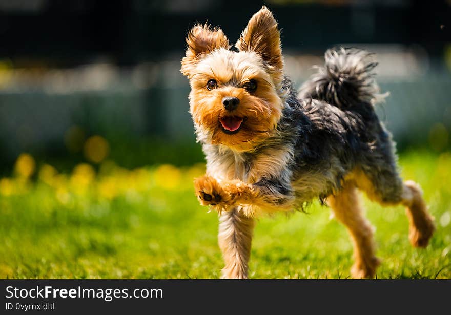 Cute Yorkshire Terrier dog running in the grass full of dandelions