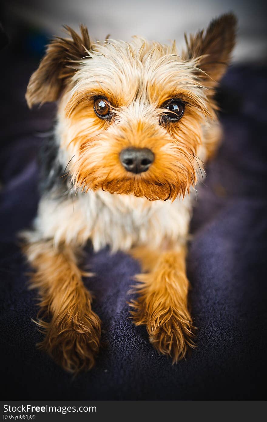 Adorable yorkshire terrier lying on the garden sofa portrait. Small dog portrait. Adorable yorkshire terrier lying on the garden sofa portrait. Small dog portrait