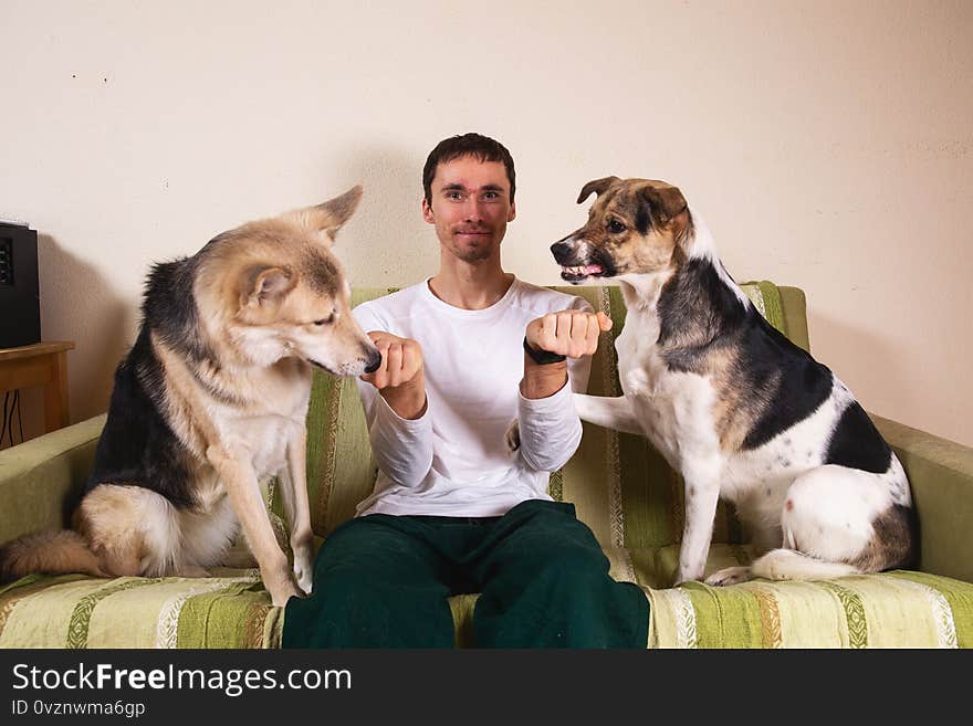 Man with playful dogs sottomg on sofa at home