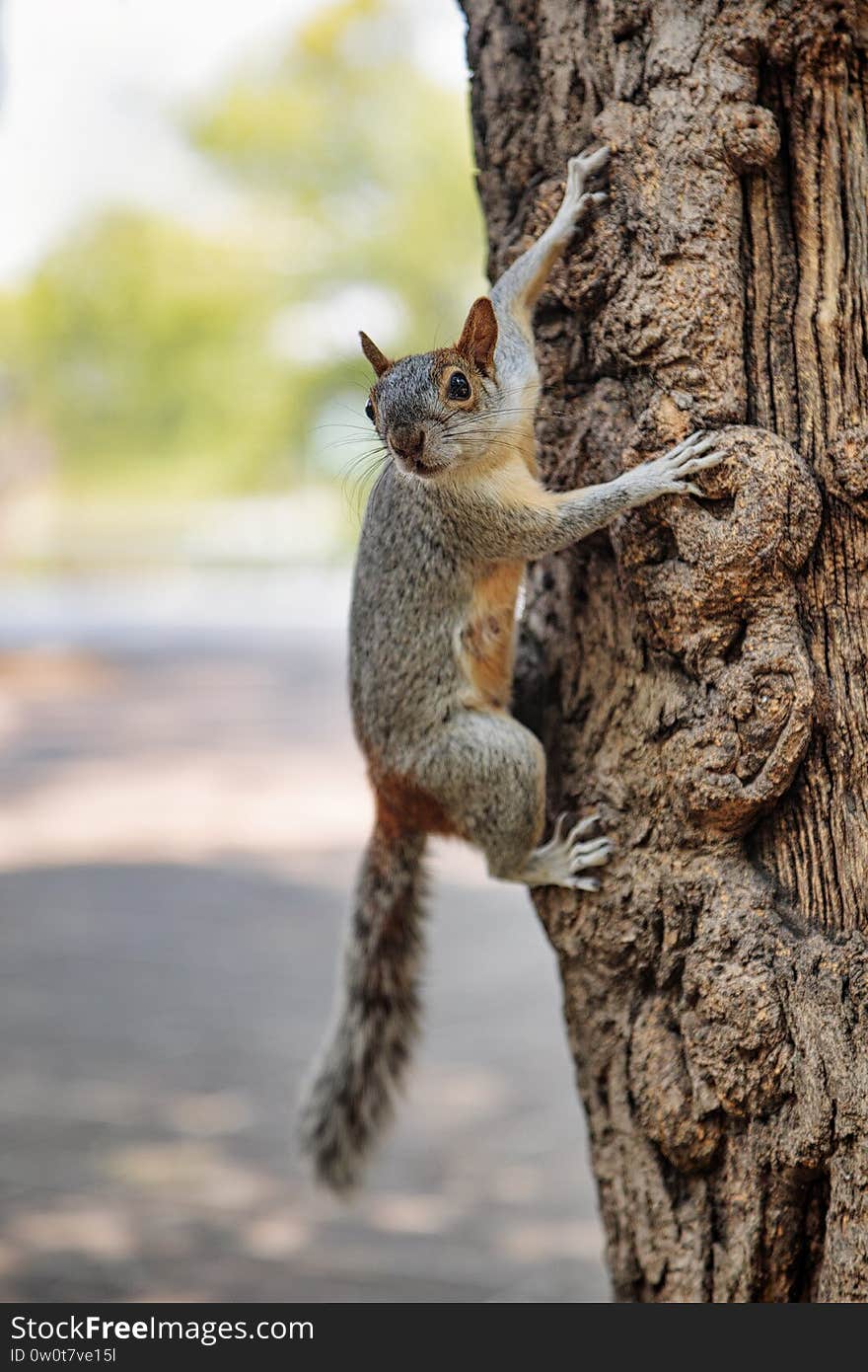 Fluffy grey squirrel in Mexican park Chapultepec, Mexico City