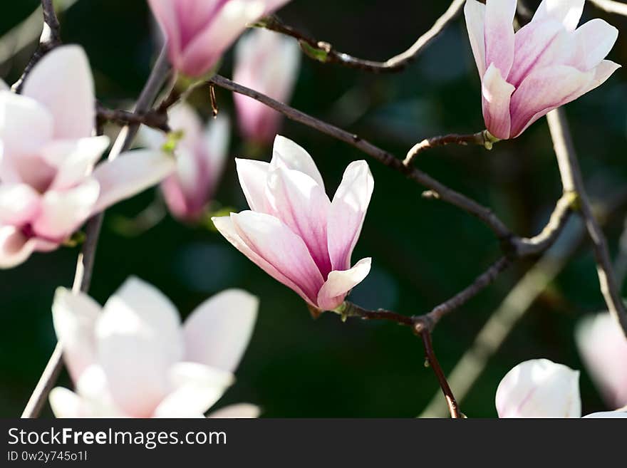 Magnolia Flowers On Dark Background