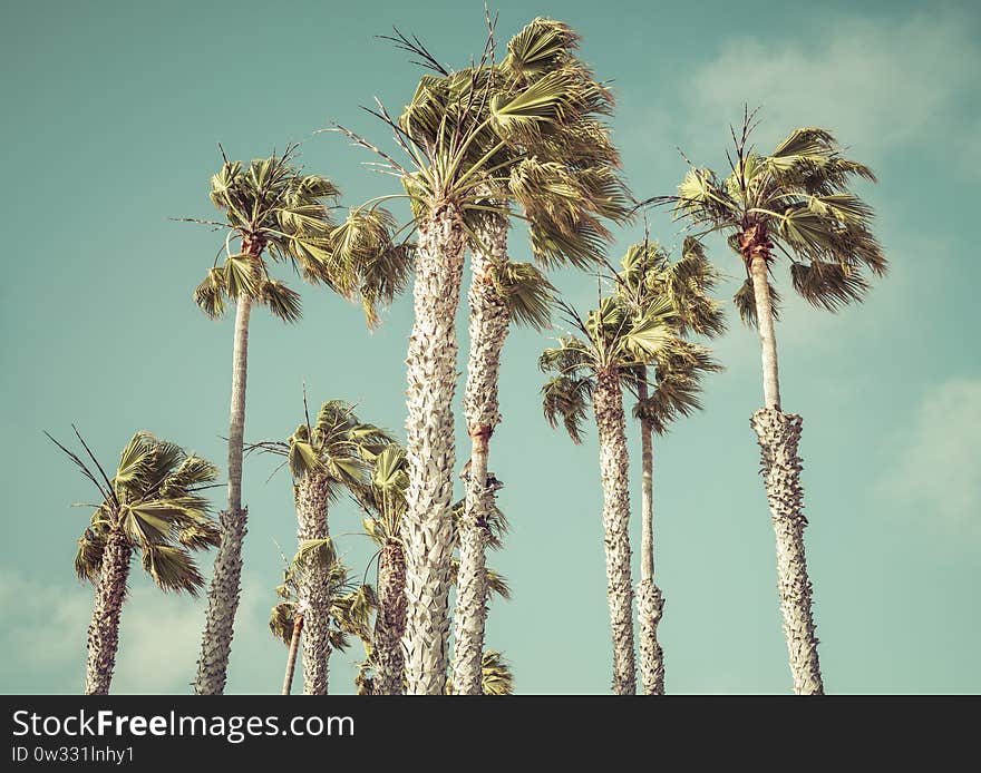 Palm tree on sunny day with blue sky background