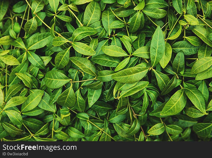 Fresh green background pattern leaves, natural background and wallpaper