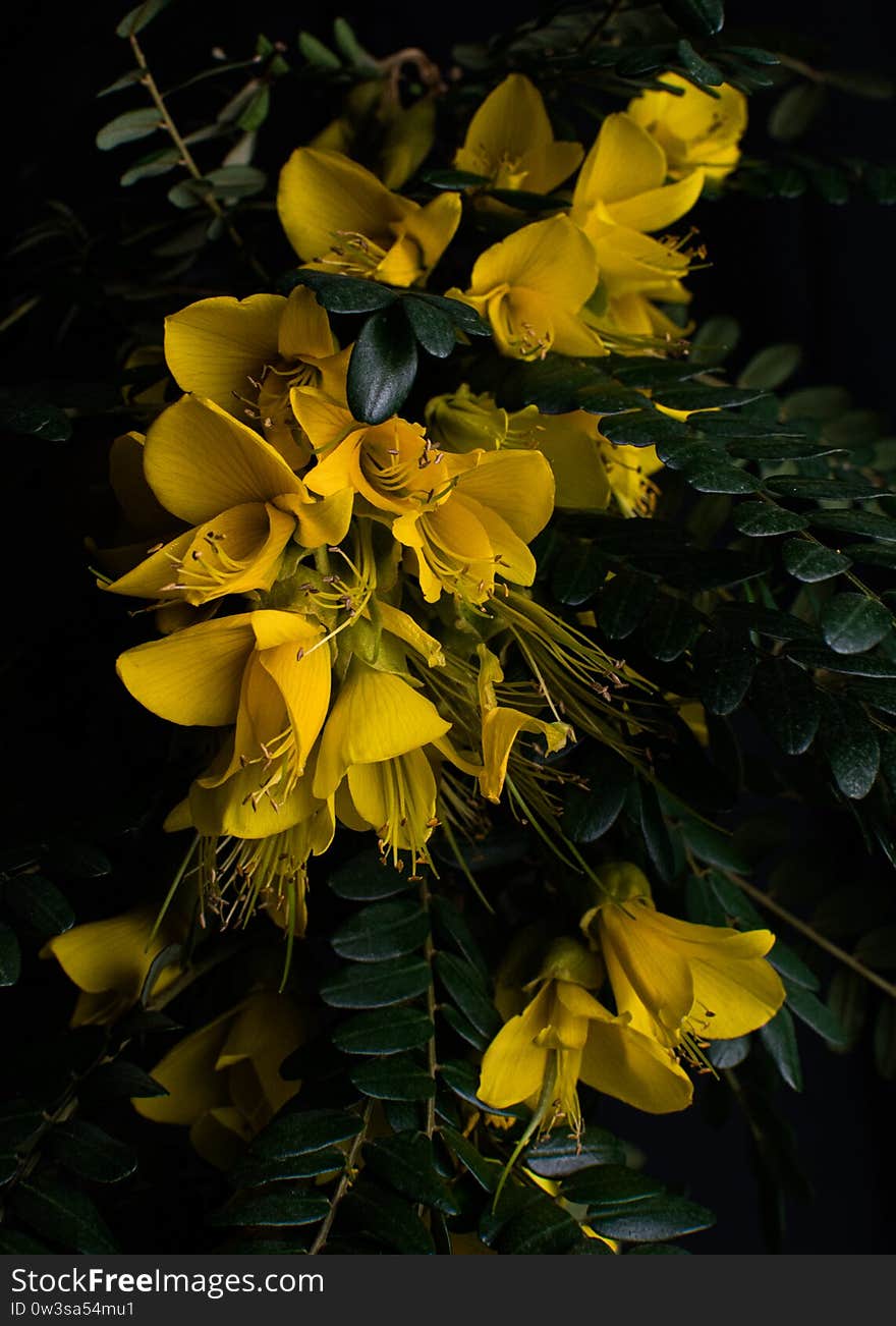 A close up of a yellow flower taken against a black backdrop