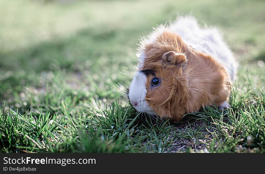 Guinea pig in green grass. Fresh greens in pet nutrition. Tinted. place for text. Copy space