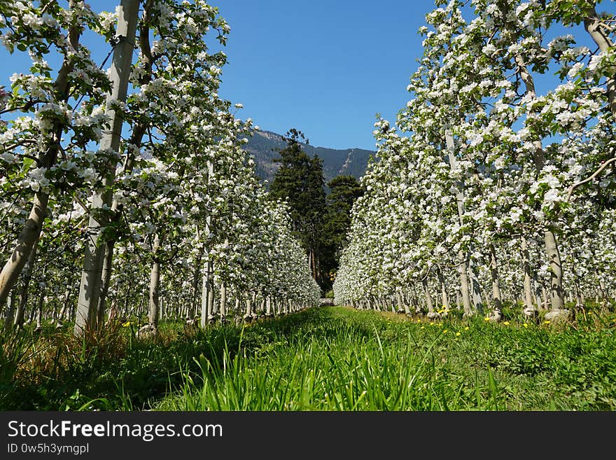 A white flower field under a blue sky at daytime