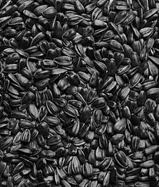 Sunflower Seed Texture Background. Seeds In A Black Shell, Pattern. Closeup Photo Of A Lot Of Seeds Royalty Free Stock Image