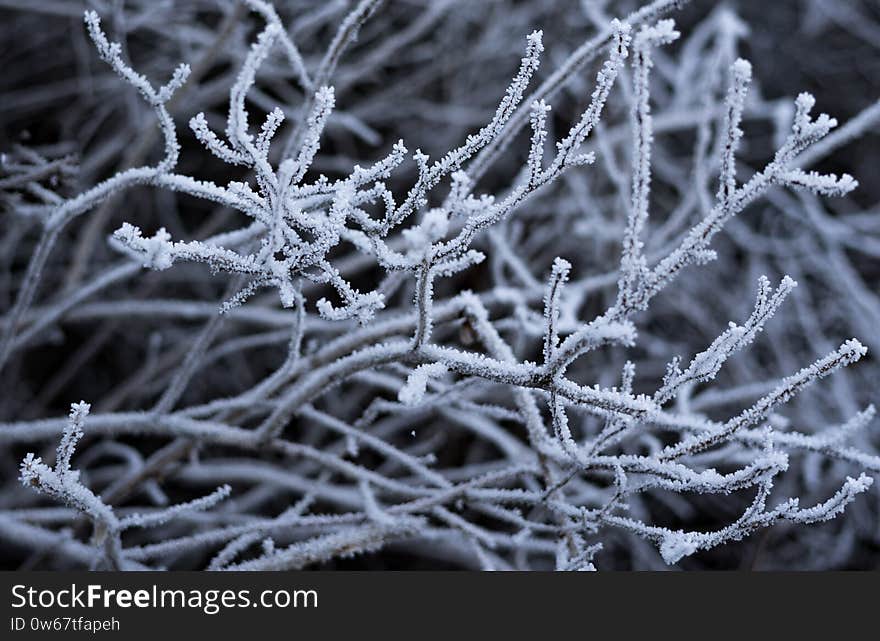 Bush by snow in frozen park on white and blue background. Frozen branch of trees, fencing, fence. Bush by snow in frozen park on white and blue background. Frozen branch of trees, fencing, fence