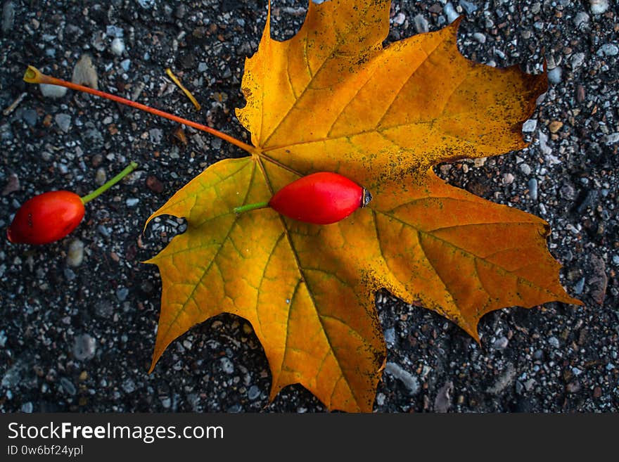 Rosehips on a yellow autumn leaf