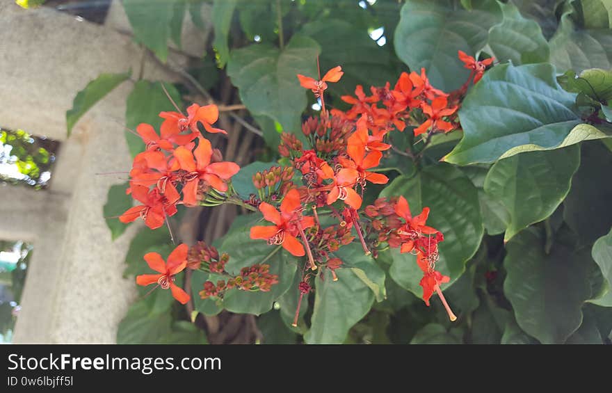 Nice Flower Red with Green Leaf