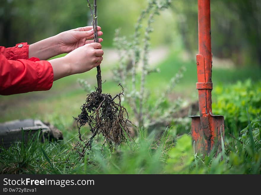 Gardener is planting a sea buckthorn tree branch close up