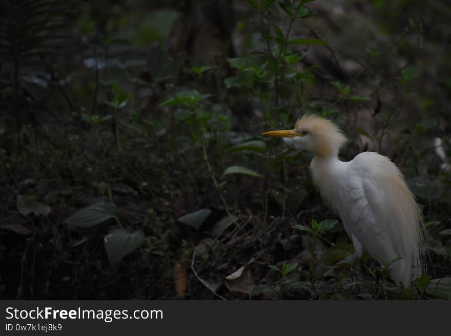 We could see this bird when ever women are working on the fields. We could see this bird when ever women are working on the fields