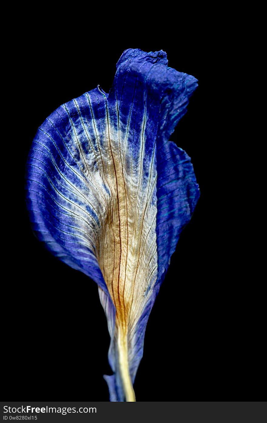 Close-Up  picture of dry petal of blue iris flower on black background. small depth of focus