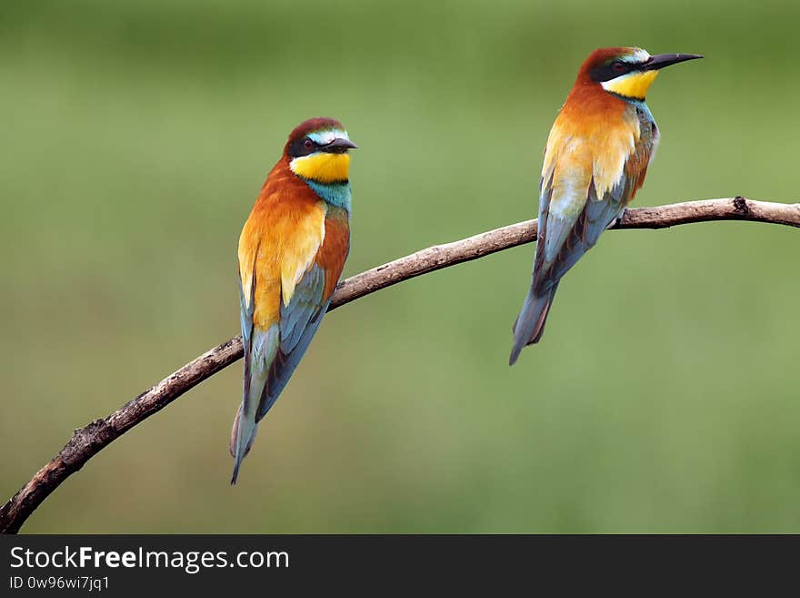 The European bee-eater Merops apiaster is sitting on thin branch with typical food bee in the beak with green and yellow background.