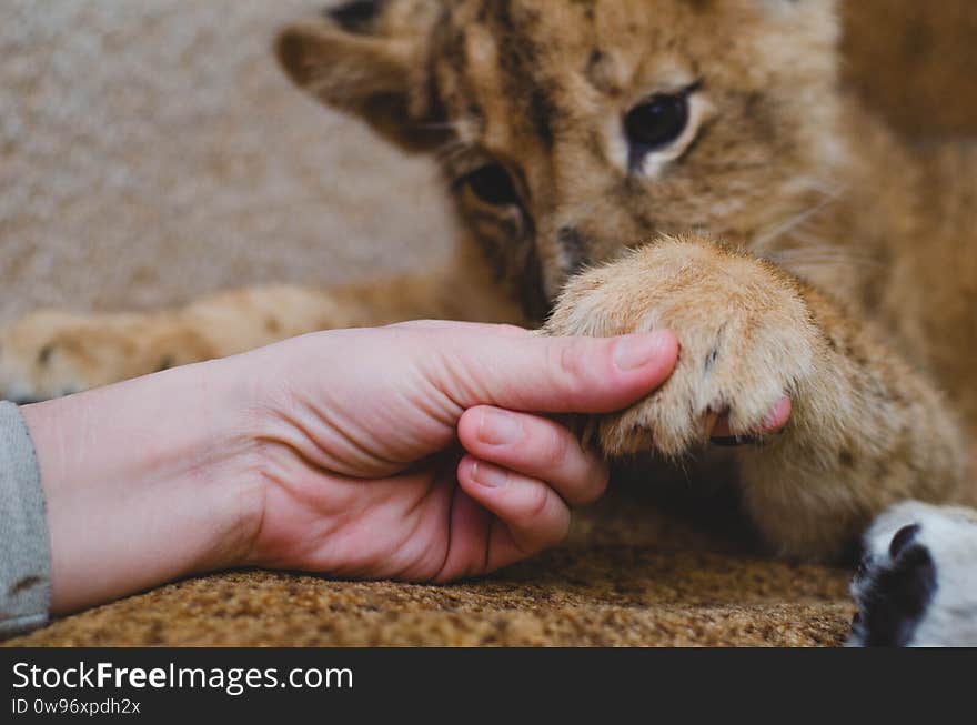 Photo of a lion cub, which the man holds by the fingers of his paws. Close-up of a muzzle of a lion cub, his paw and a human arm.