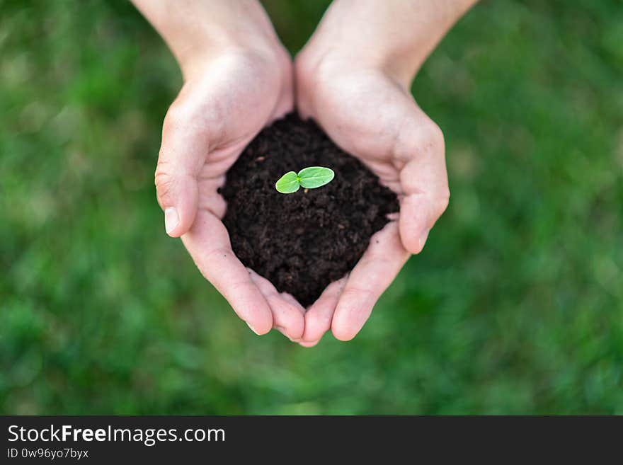 Hands hold the soil with a sprout. Nature concept. Place for your text.