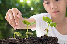 Little Hand Give Water To Young Seedling Royalty Free Stock Images