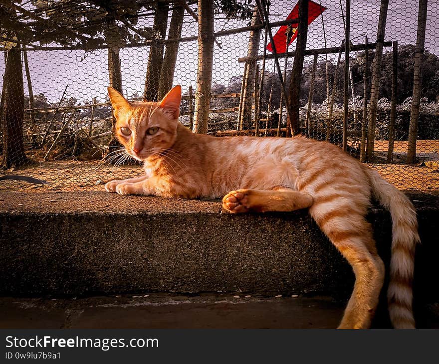 A yellow cat laying under the sunshine. This cat is thin and looks like not happy