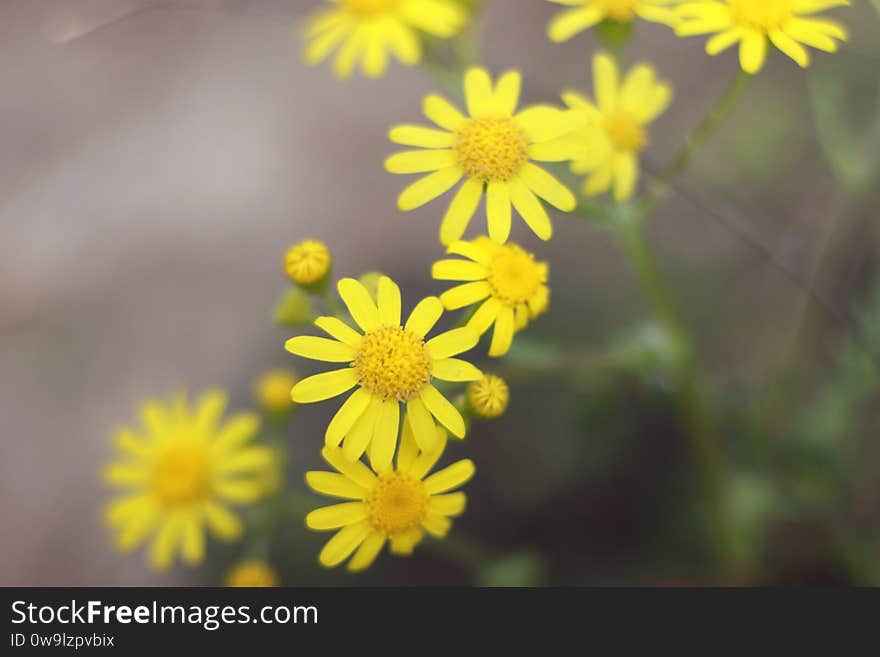 Yellow flowers in spring. Fresh leaves. Background flowers. 
leaf. Simple. Ideal for the banner and copywriting