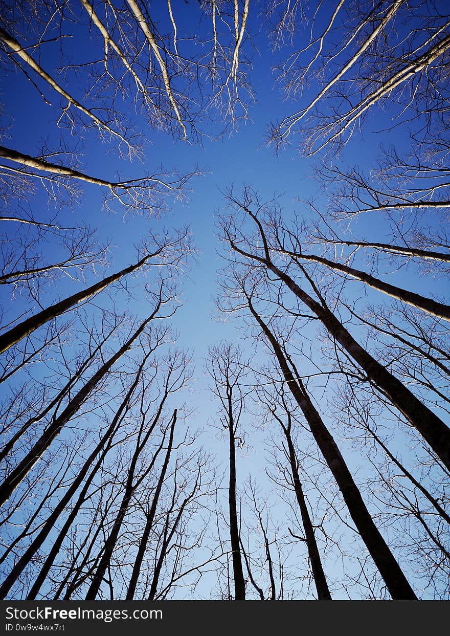 Young alder trees Alnus glutinosa forest in spring