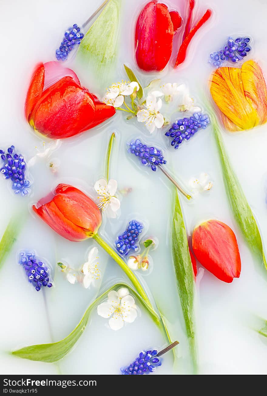 Floral composition. Blue flowers muscari, red tulips and cherry flowers with green leavs in white water close up. In bloom concept