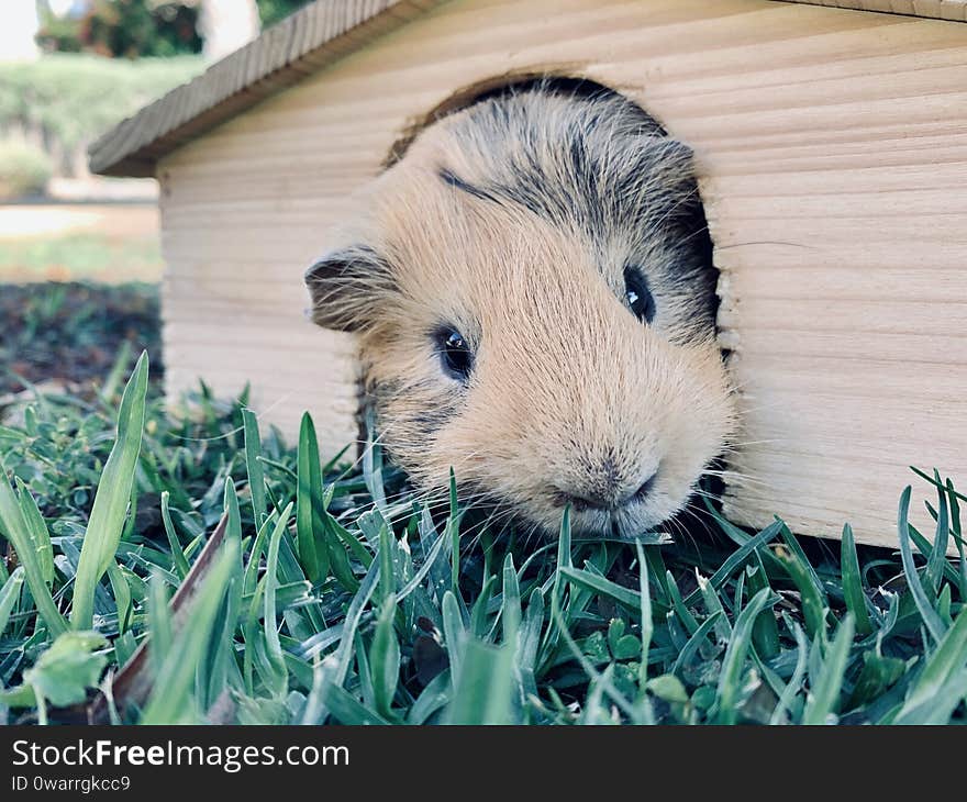 A guinea pig or cavy sitting in wooden small house on the grass in the garden close up