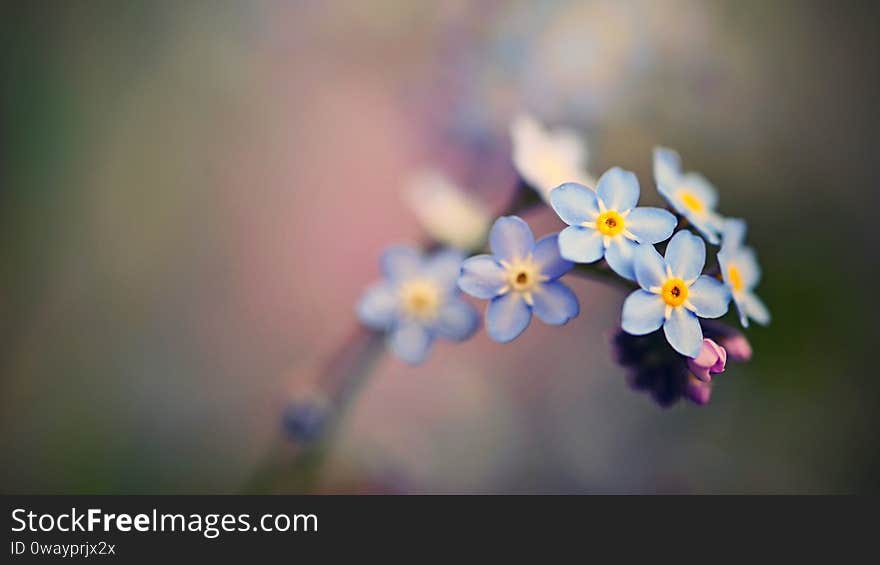 Beautiful blue small flowers - forget-me-not flower. Spring colorful nature background. Myosotis sylvatica