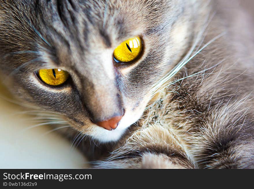 Portrait of young gray cat with bright yellow eyes, closeup