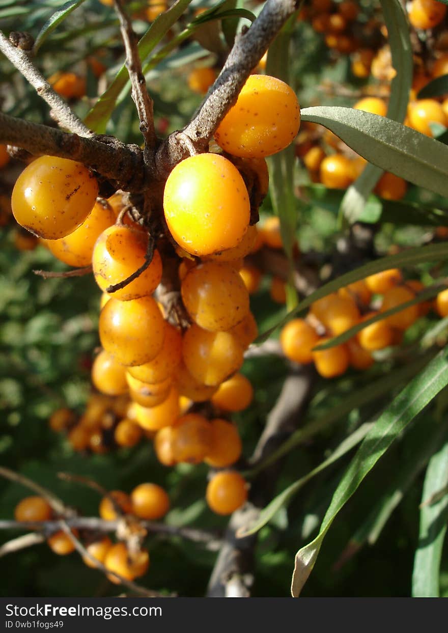 Fresh sea buckthorn berries on the tree among the leaves close-up. Fresh sea buckthorn berries on the tree among the leaves close-up