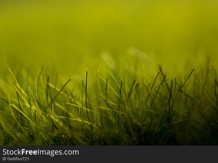 Texture Of Green Artificial Grass In The Foreground And Background Blur