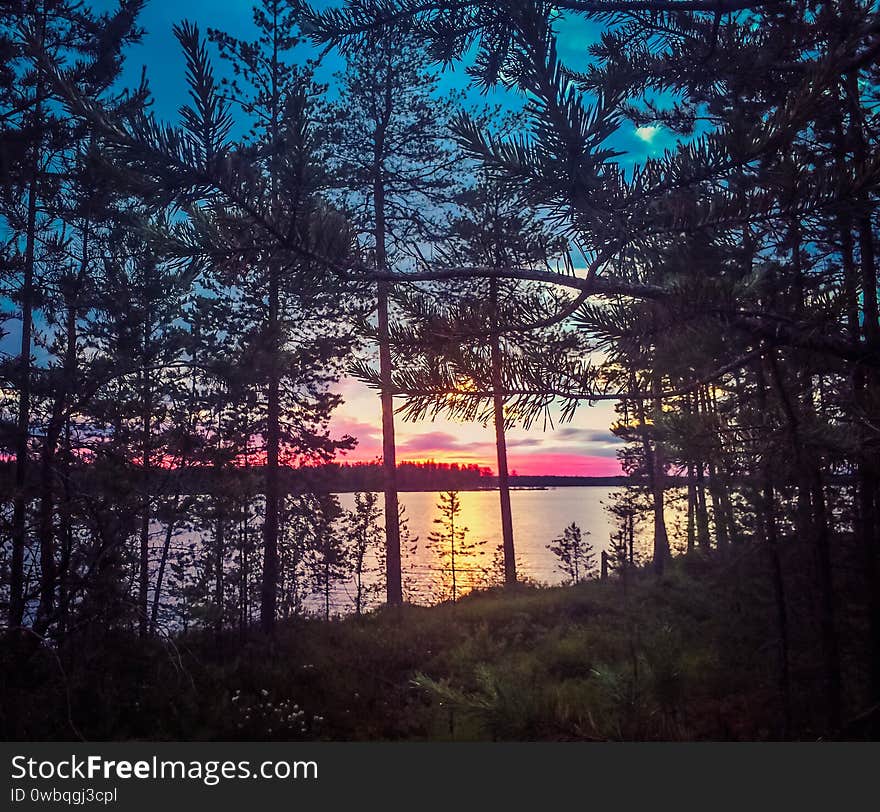 Evening Sunset In The Forest