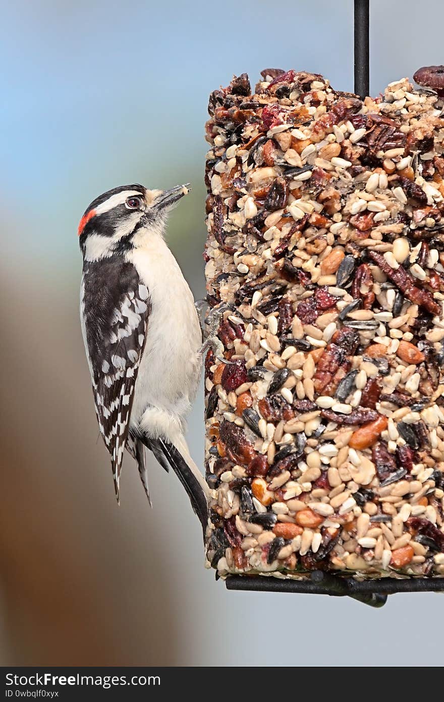 A downy woodpecker clutches onto a cylinder seed feeder pecking away at cranberries, safflower, peanuts,  and sunflower seeds. A downy woodpecker clutches onto a cylinder seed feeder pecking away at cranberries, safflower, peanuts,  and sunflower seeds