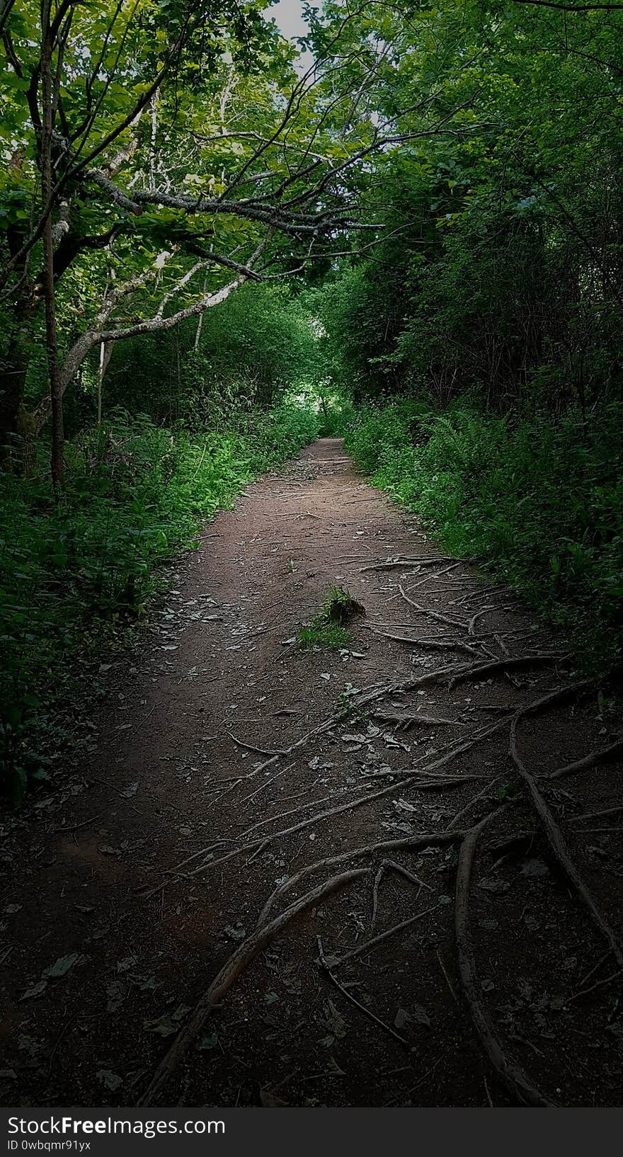 Walk though a Mystic Woodland Walk in Devon UK