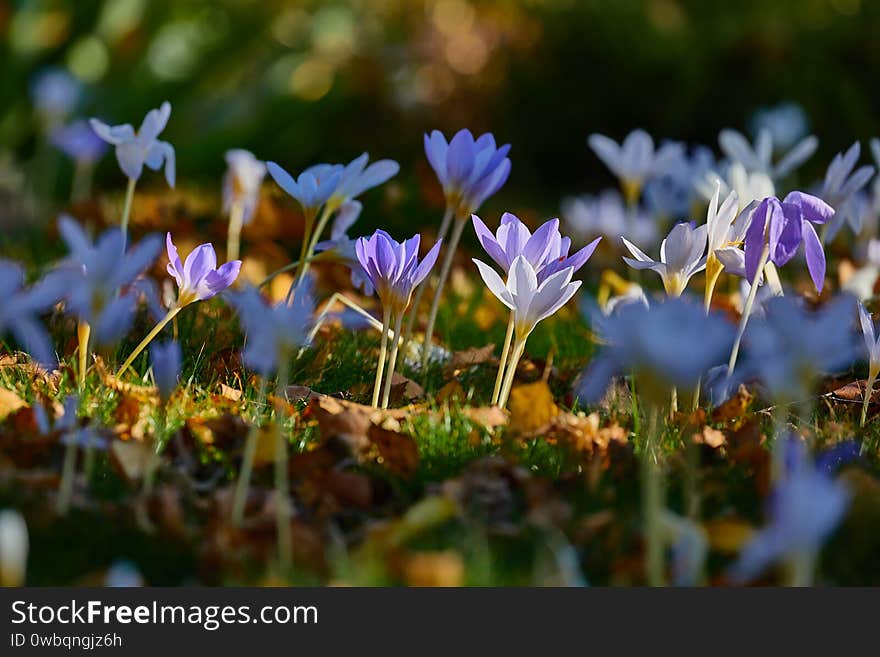 Flowers in breeze