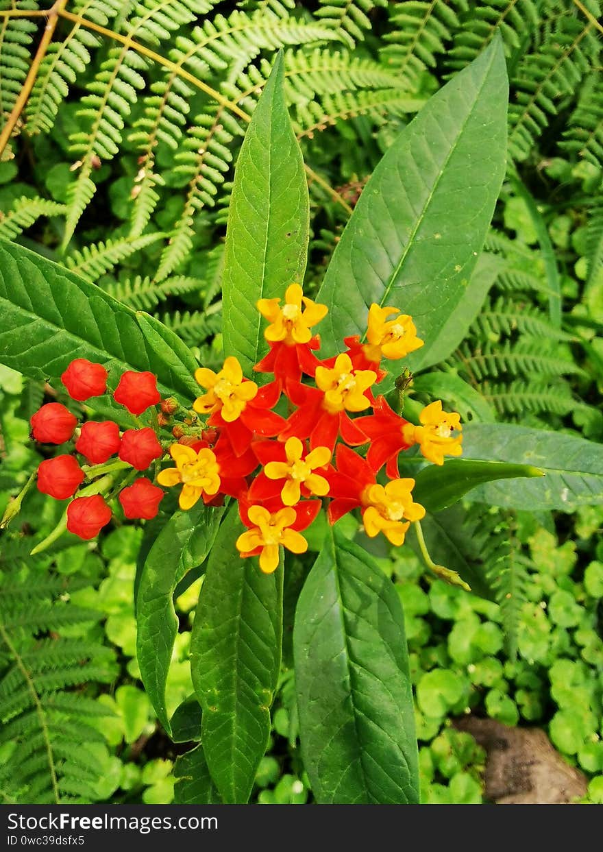 La lantana se caracteriza por tener hojas perennes se mantienen siempre verdes, incluso en la época de seca, simples, de 10 cm de longitud, ovadas o oblongas y con margen dentado.

Estas hojas presentan una especie de “vello” en ambas caras, son rugosas al tacto y de color verde oscuro en el haz y más claro en el envés. Además, emiten un aroma muy característico. La lantana se caracteriza por tener hojas perennes se mantienen siempre verdes, incluso en la época de seca, simples, de 10 cm de longitud, ovadas o oblongas y con margen dentado.

Estas hojas presentan una especie de “vello” en ambas caras, son rugosas al tacto y de color verde oscuro en el haz y más claro en el envés. Además, emiten un aroma muy característico.